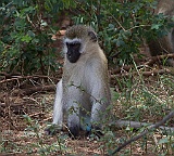 vervet monkey, Lake Manyara